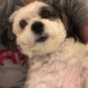 Meet your Posher, Jodie